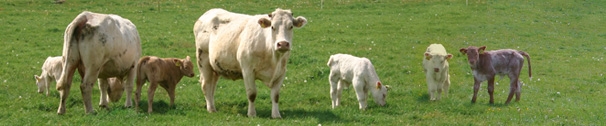 Charolais Rind